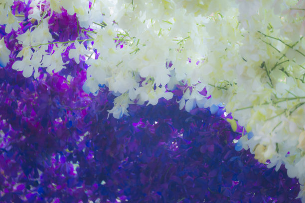 模糊图像。兰花色调，充满活力的颜色，dec图片下载