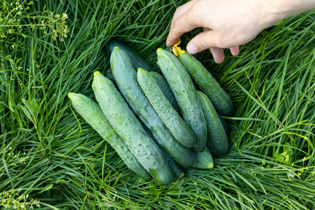 一堆新鲜的青黄瓜图片下载
