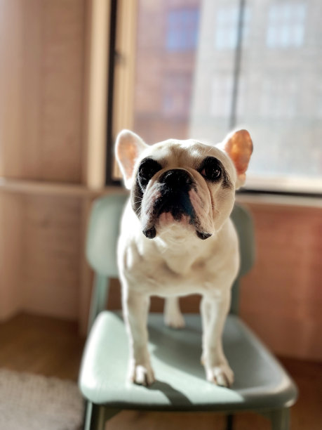 一只坐在公寓椅子上的法国斗牛犬图片下载