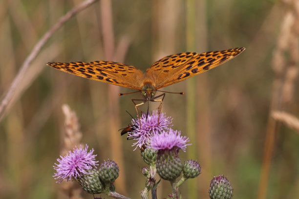 Tabac d'Espagne - 银洗Fritillary（Argynnis paphia）。图片下载