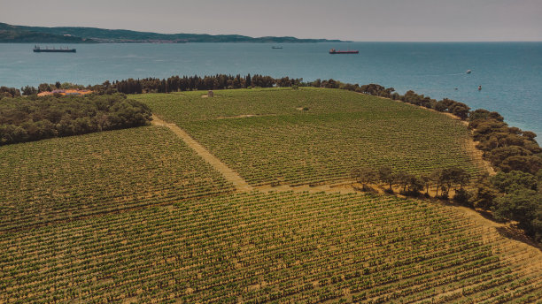 斯洛文尼亚葡萄酒之路。在欧洲旅行。无人机航拍照片。图片下载