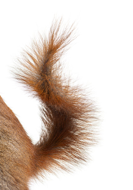 特写欧亚红松鼠尾巴，sciurus vulgaris，一岁，孤立在白色图片下载