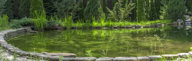 有许多装饰性植物的花园小池塘。自然理念的设计。夏天花园里的一个小池塘。图片下载