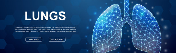 肺多边形横旗。生殖系统低聚象征头部提升旗帜。器官解剖设计模板插图概念。图片下载