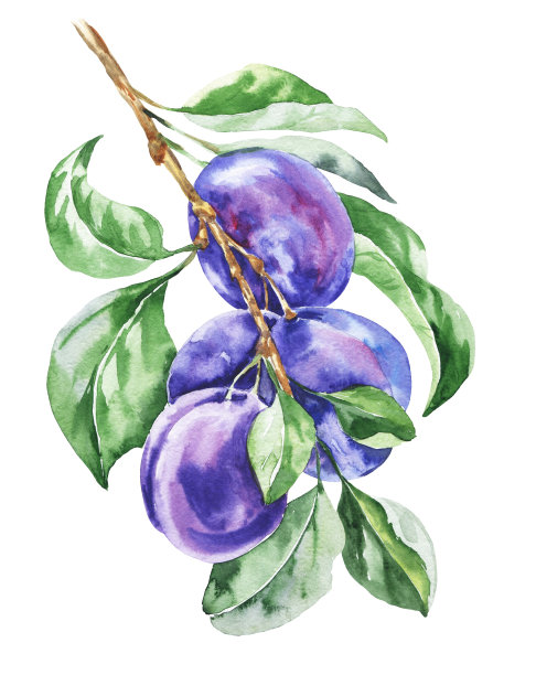 水彩梅枝上的绿色叶子在白色的背景。植物插图。图片下载