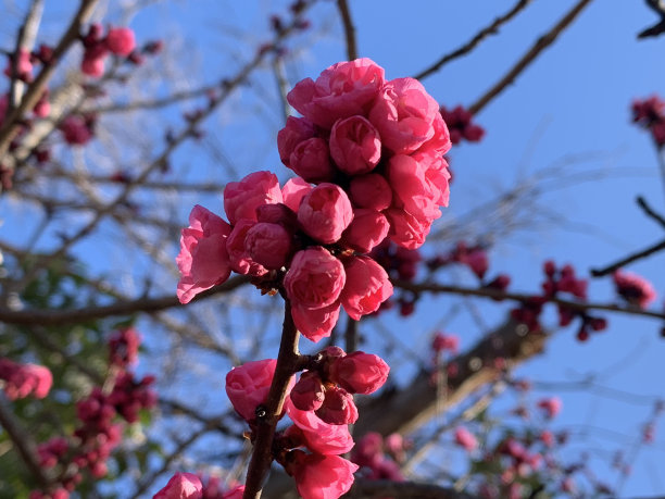 冬天盛开的日本梅花的形象图片下载