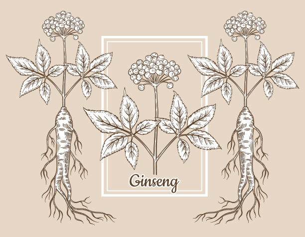 野生红参根茎带花、浆果、叶。中药植物植物素描。的雕刻。中国草药。健康食品。化妆品、医药包。行向量图片下载