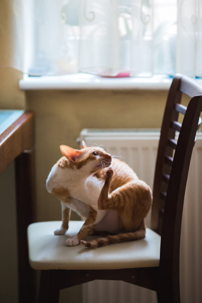姜家猫挠痒痒，梳跳蚤。猫过敏。跳蚤咬猫，治疗宠物身上的跳蚤和寄生虫。图片下载