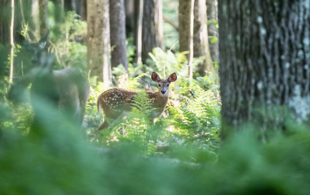 森林里的小鹿图片下载