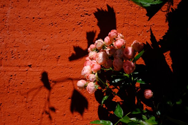 红立面前的玫瑰花蕾在阳光下图片下载