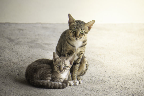 猫妈妈图片下载