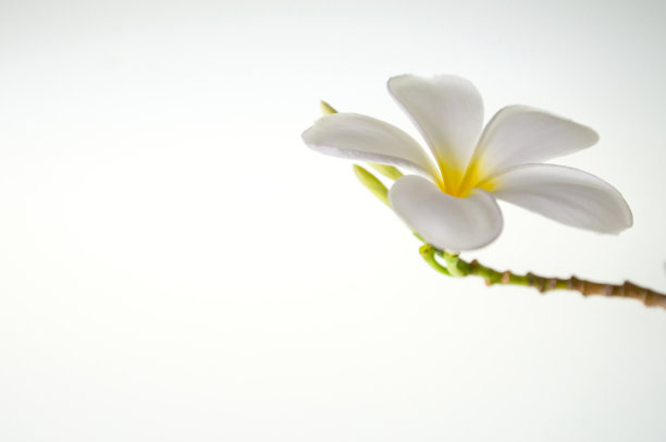 在一片白色的空间里，花儿开得雪白图片下载