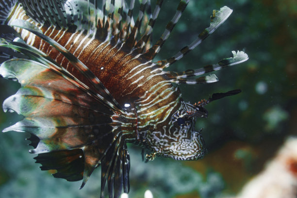 红海珊瑚礁狮子鱼水下生物摄影图片下载