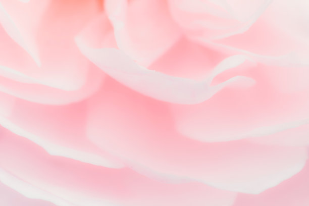 粉色玫瑰图片下载