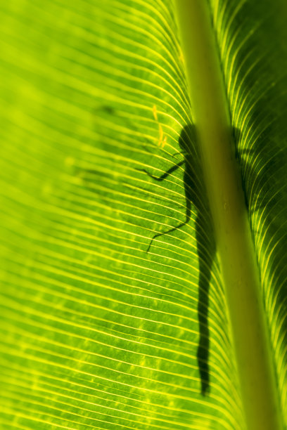 宏观背光鳄鱼旗叶片休息蜻蜓投下的阴影图片下载