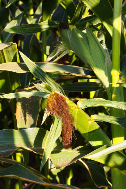 大片的玉米田等待收割，供人们食用图片下载