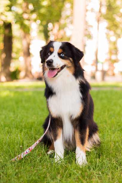 微型美国牧羊犬肖像。狗的照片。蓝眼睛的狗。家畜在散步图片下载