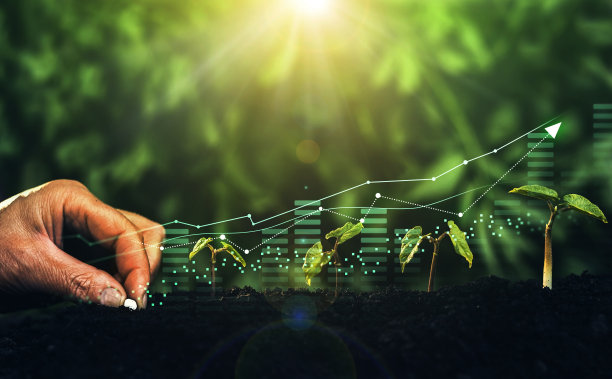 幼株在阳光充足的背景下生长。不断增长的货币、金融和投资。业务增长、利润、发展和成功的概念。图片下载