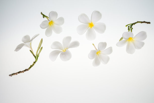 白花多，景色各异。在白色背景上图片下载