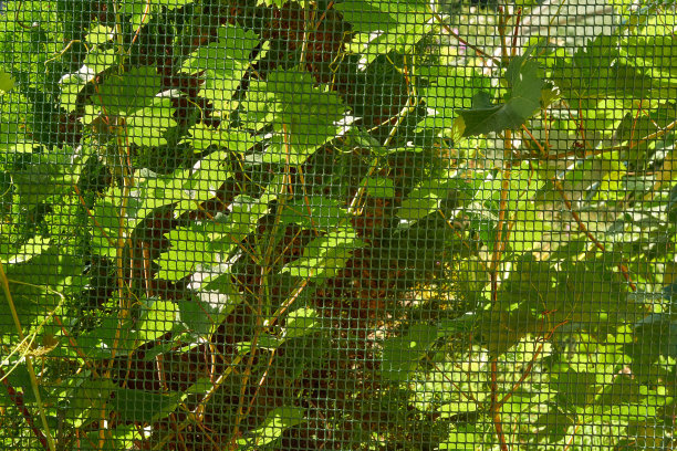 葡萄枝生长在特殊的花园网格上图片下载