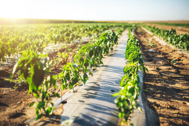 辣椒种植的照片。农业用地景观图片下载