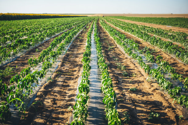 辣椒种植的照片。农业用地景观图片下载