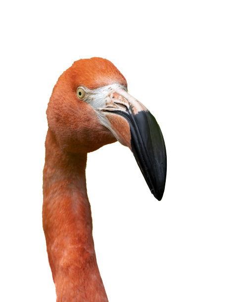 粉红火烈鸟在水中进食图片下载