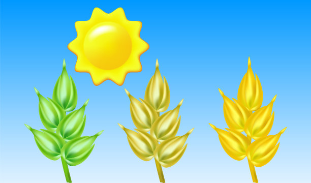 小麦不同成熟穗图片下载