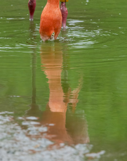 粉红火烈鸟在水中进食图片下载