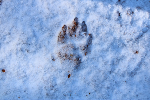 雪地上的狗脚印图片下载