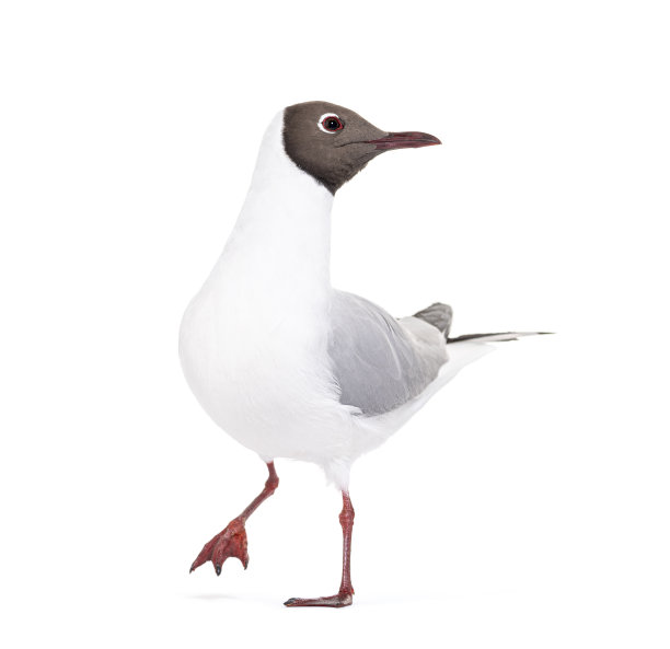 成虫夏季羽毛，黑头鸥，黑头鸥，孤立在白色上图片下载