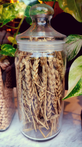 透明玻璃瓶里的麦穗——用乌克兰农村的谷物做面包原料的健康食品装饰图片下载