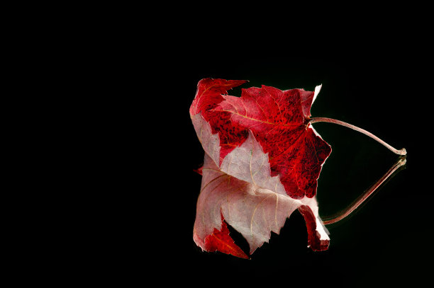 红色卷曲枫叶与黑色背景反射图片下载