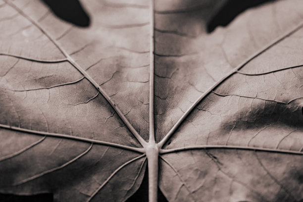 特写大枫叶的纹理细节图片下载