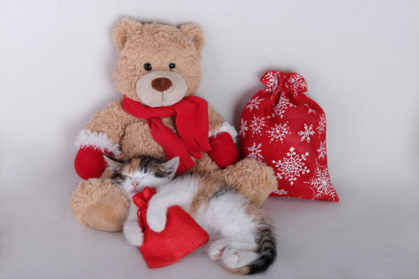 可爱小猫睡在玩具圣诞老人泰迪熊旁边。小猫抱着圣诞礼物在打盹。圣诞快乐。新年快乐。小猫在休息图片下载