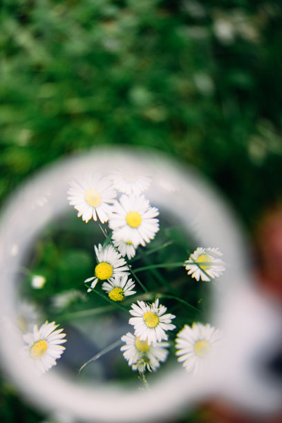 在草地上的雏菊上手持放大镜的女孩的特写照片图片下载