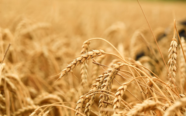 麦田。全球粮食危机的概念。图片下载