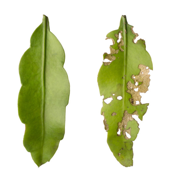 昙花植物叶片，健康而受损图片下载