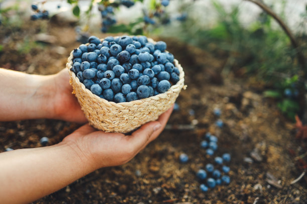 特写篮，手拿蓝莓，在花园里采摘浆果图片下载