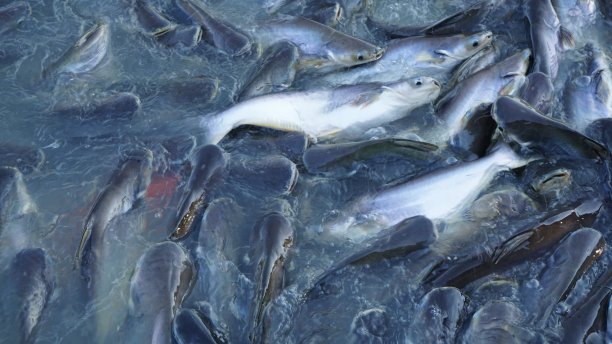 一个成鱼养殖场在水面上蠕动。图片下载