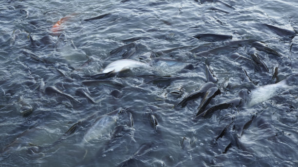 一个成鱼养殖场在水面上蠕动。图片下载