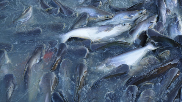 一个成鱼养殖场在水面上蠕动。图片下载