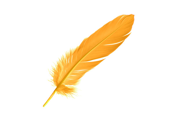 黄色或金色羽毛孤立在白色背景。图片下载