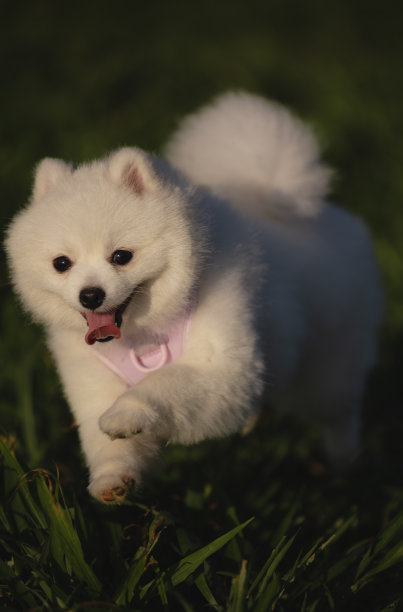 调皮的小狗图片下载