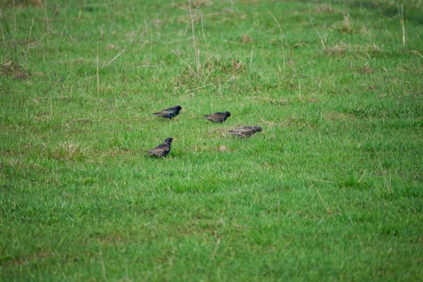 八哥草甸绿草图片下载