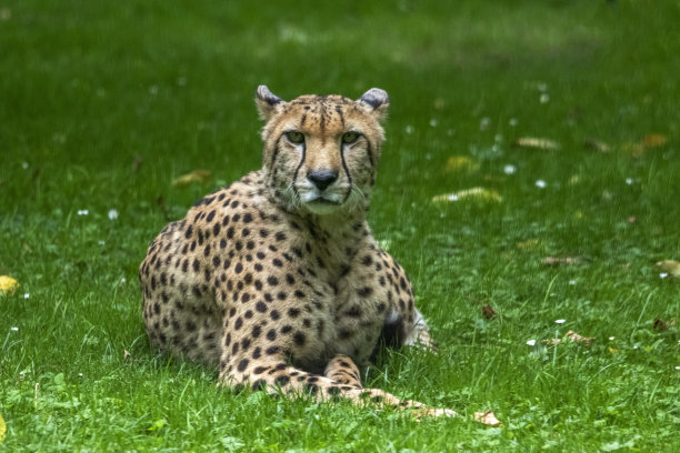 猎豹躺在草地上图片下载