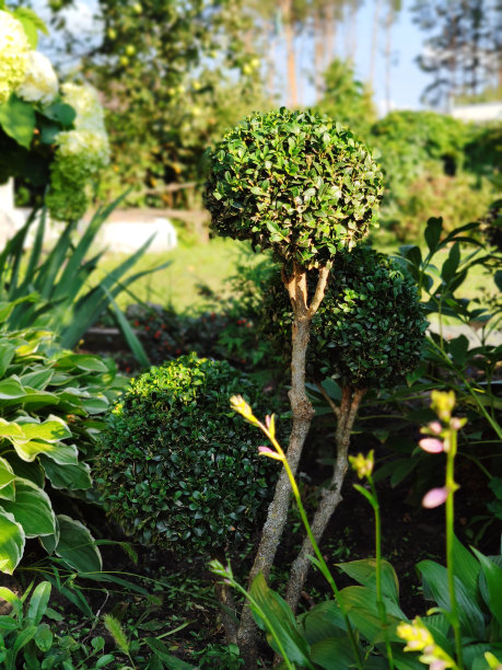 花园里有一丛漂亮的黄杨树，有一个圆形的发型，有一个圆球。形成一个年轻的黄杨木灌木Búxus图片下载