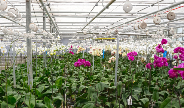 凤梨花和兰花苗圃观赏和花卉绿色植物生长和悬挂在花园温室屋顶下，选择性集中图片下载