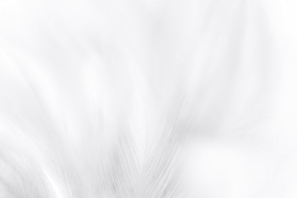 宏羽毛背景白色，白色羽毛纹理背景图片下载