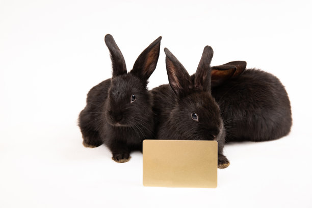 黑兔子坐在那里，信用卡被隔离在白色的演播室背景上。名片模型设计。副本的空间。广告和介绍概念。宠物购物。帮助动物。网上购物图片下载